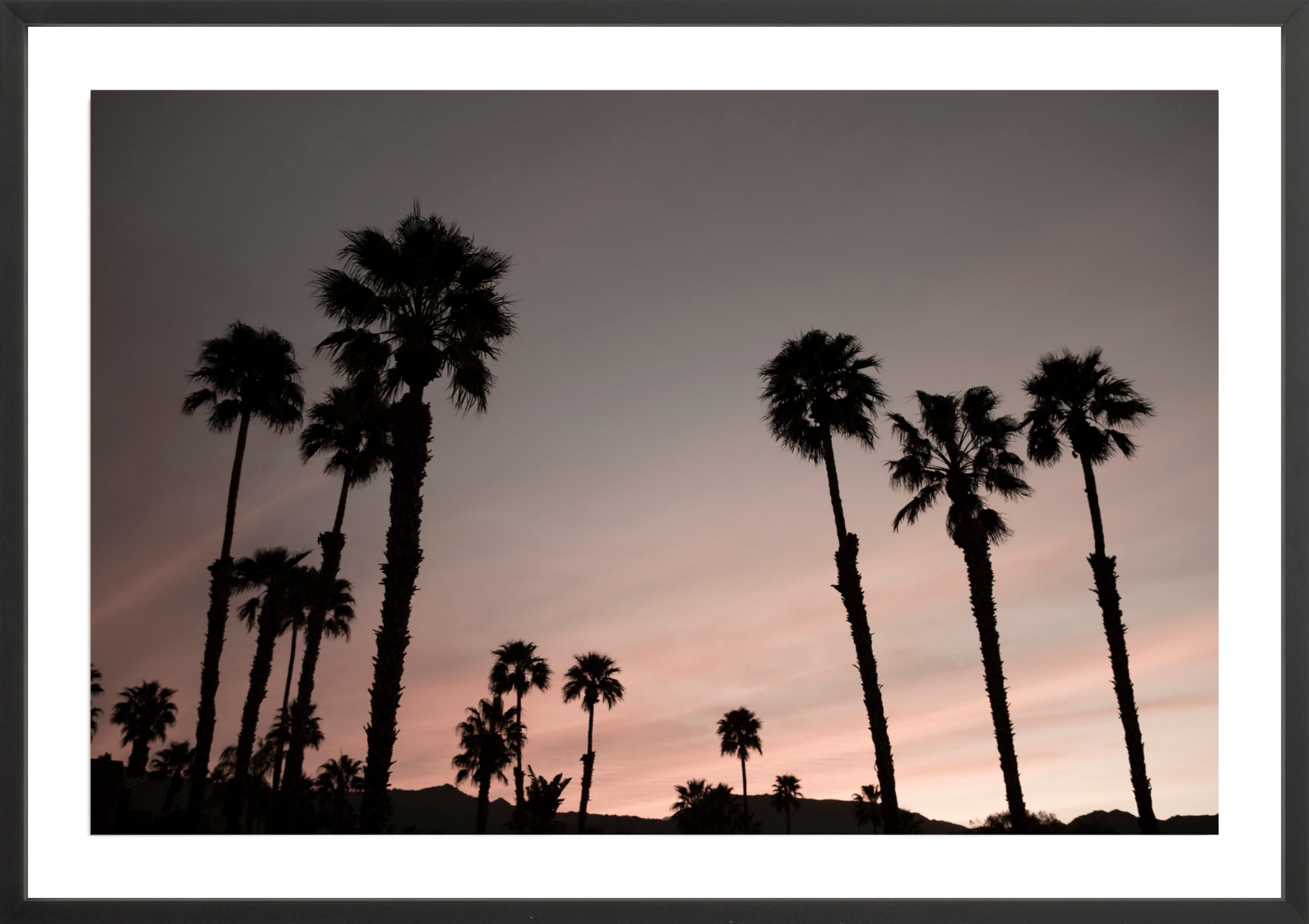 Ironwood Palms