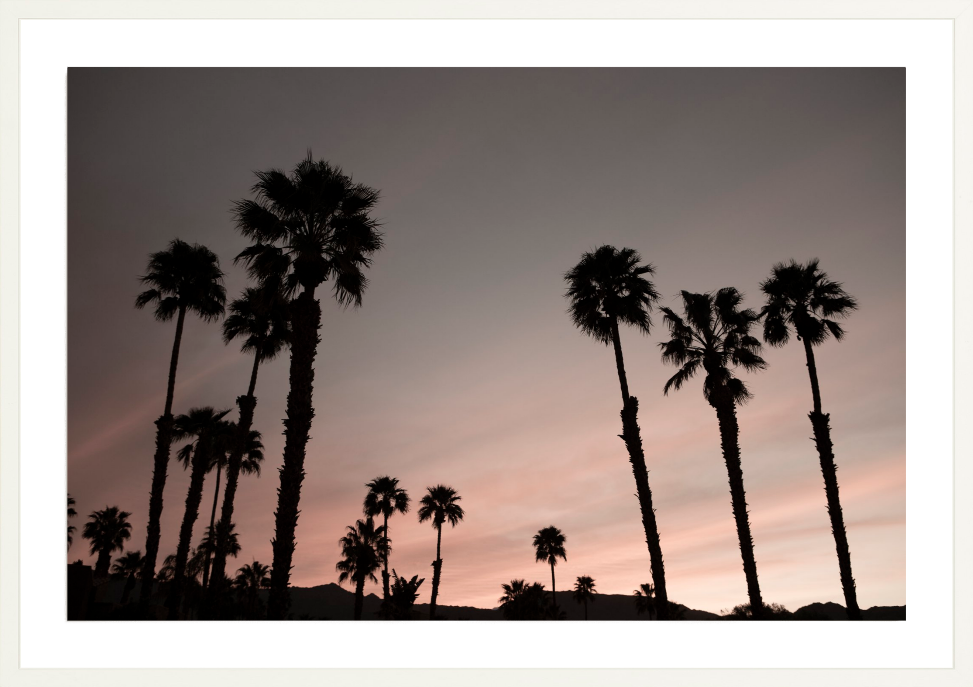 Ironwood Palms