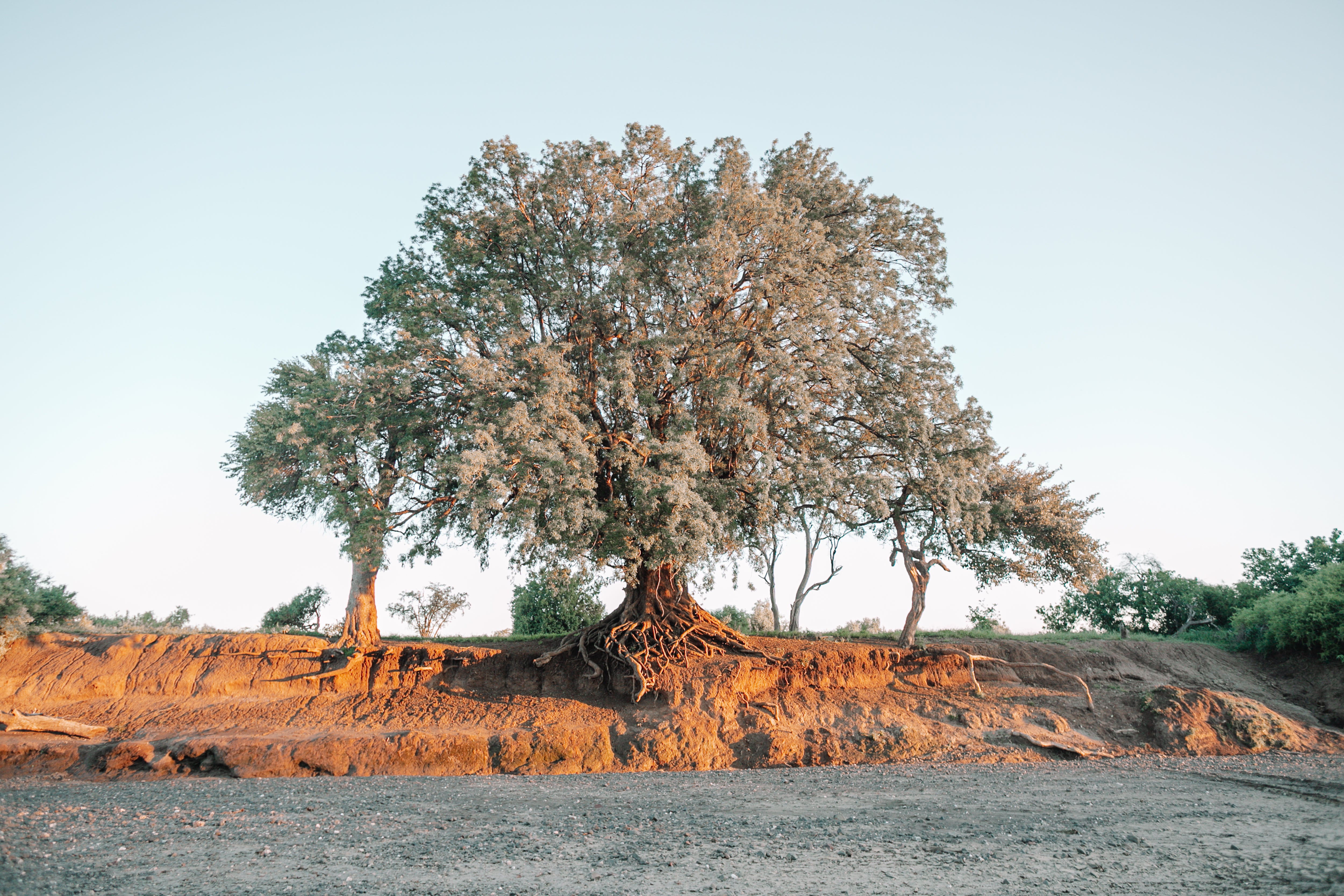 Machatu Tree