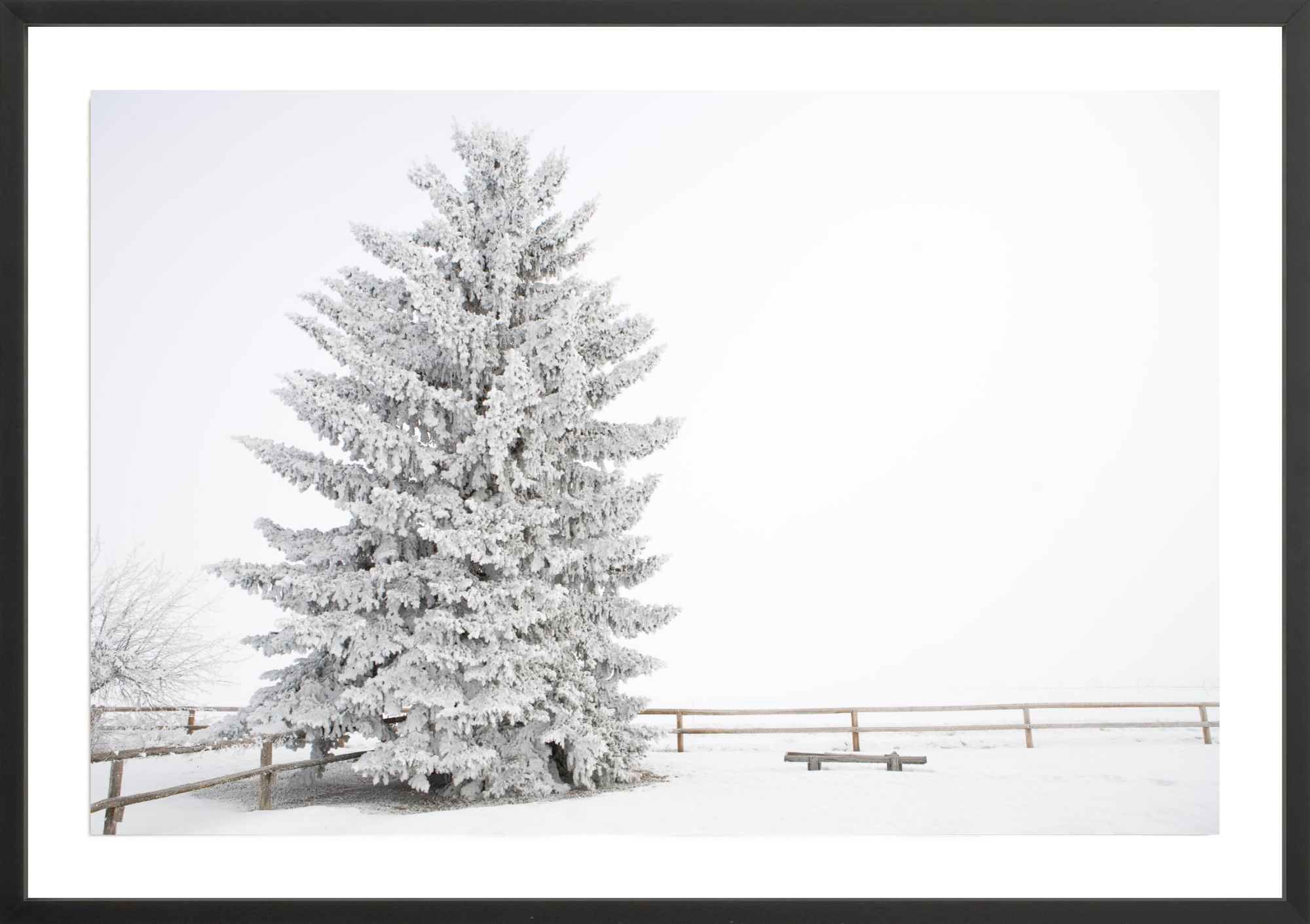 Frosty Blue Spruce