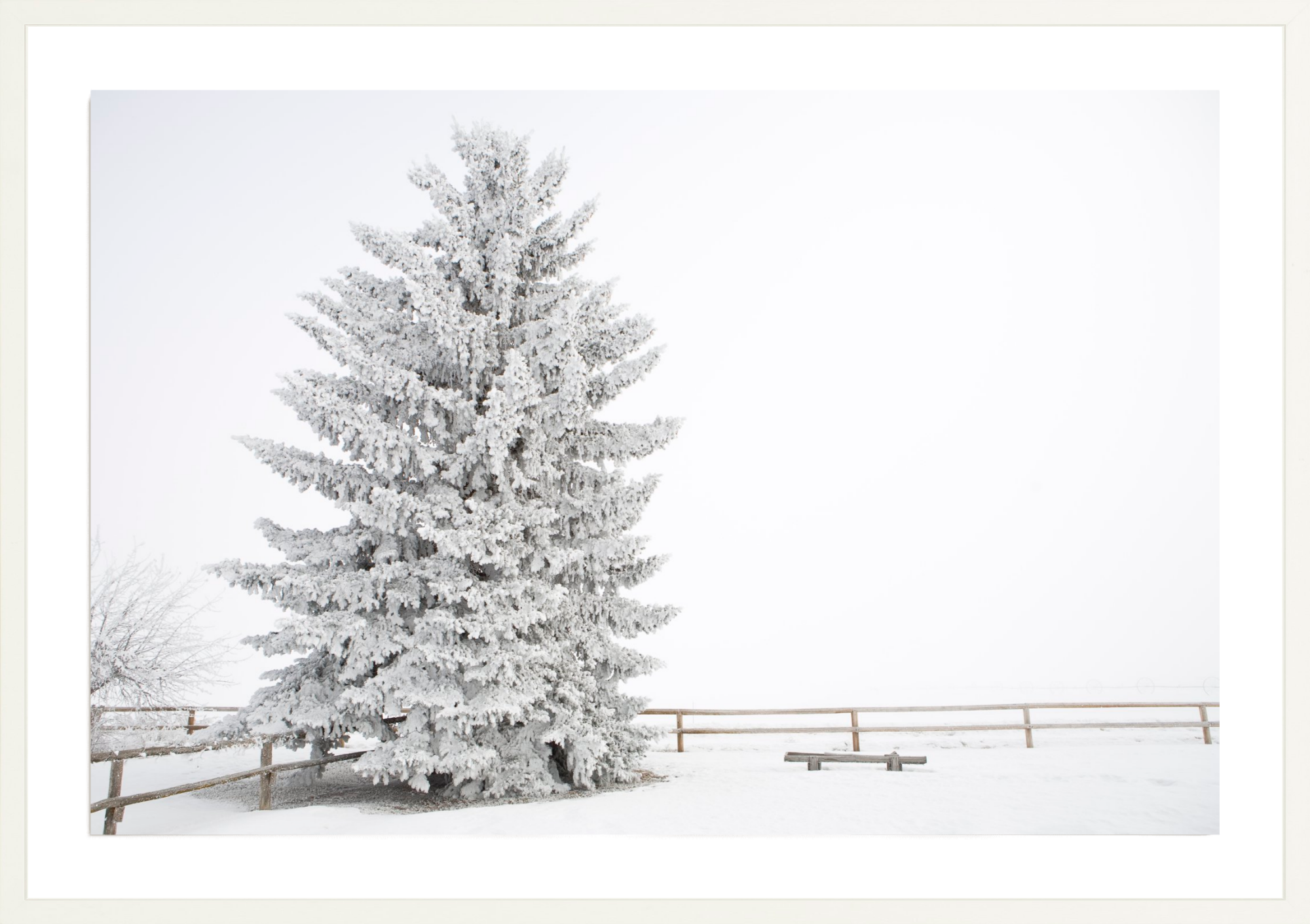 Frosty Blue Spruce