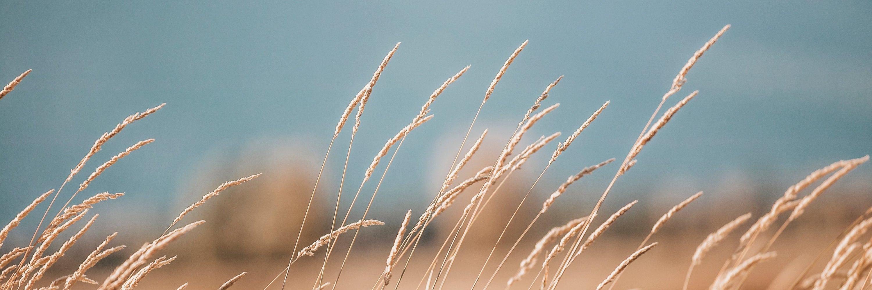 Grasses of Yellowstone-fine art print from Jules Frazier