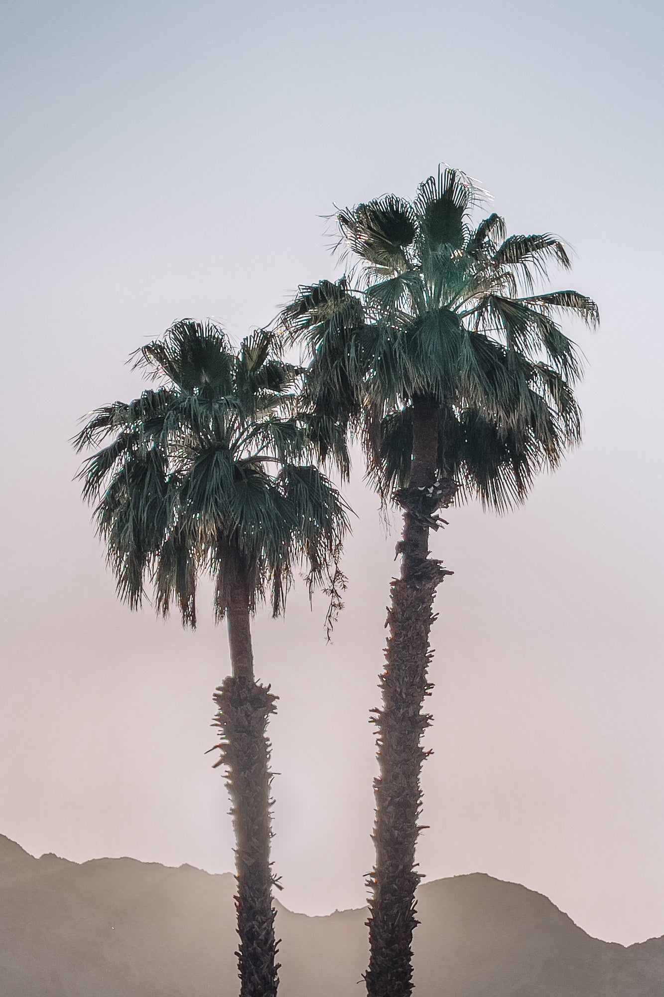 La Quinta Palms